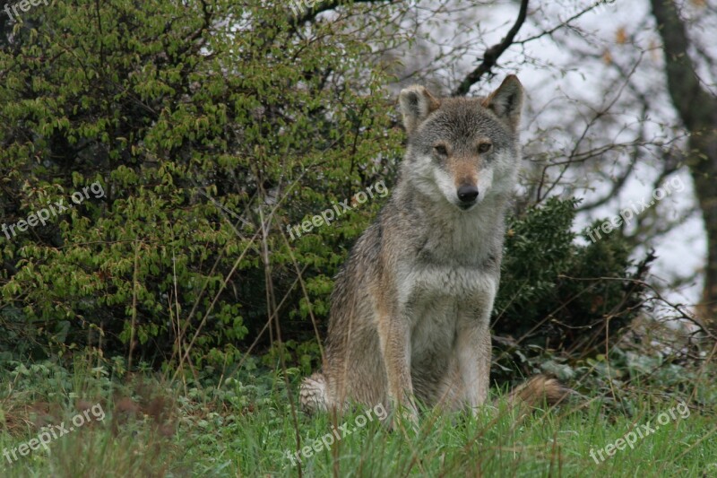 Gray Wolf Wild Life Nature Free Photos