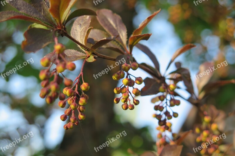 Barberry Flowers Free Photos