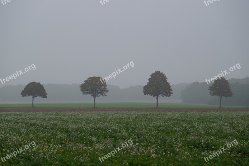 Fog Autumn Tree Trees Mood Landscape