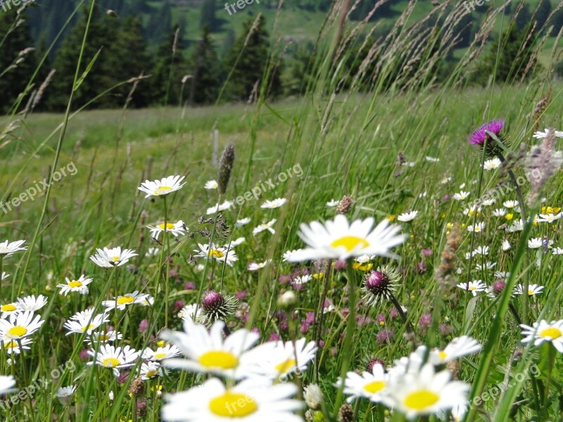 Summer Meadow Flower Meadow Summer Daisy Wild Flowers