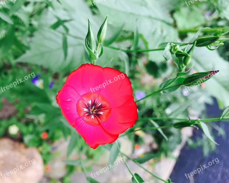 Blossom Bloom Nature Plant Flower