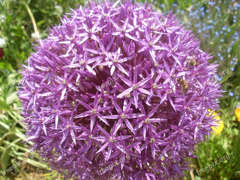 Globule Purple Allium Close Up Violet