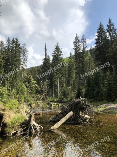 Nature Waters Wood In The Free Summer