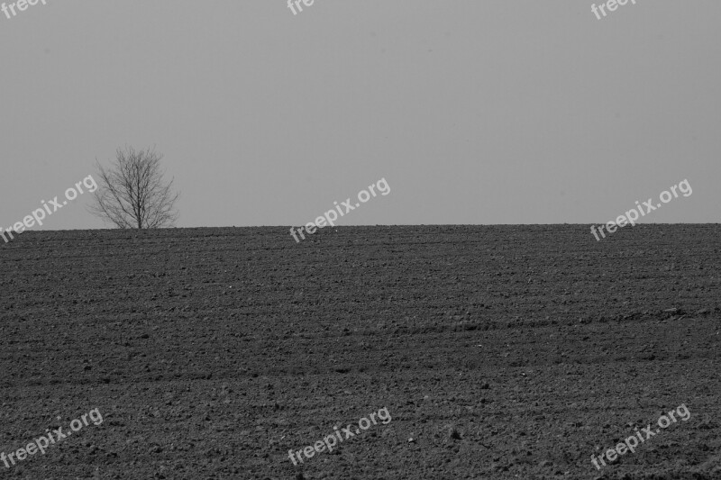 Field Tree Nature Fields Earth