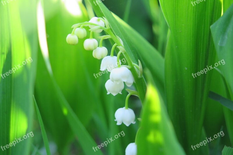 Lily Of The Valley Flowers Free Photos