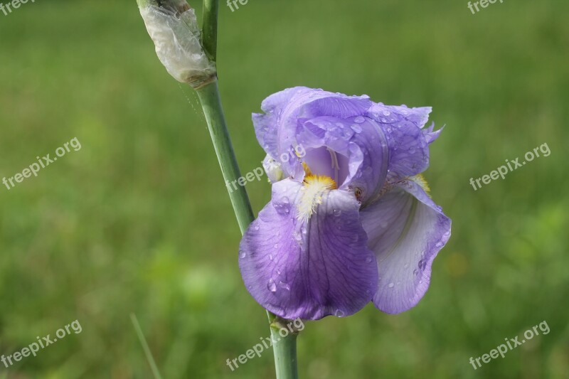 Iris Rain Wilted Free Photos