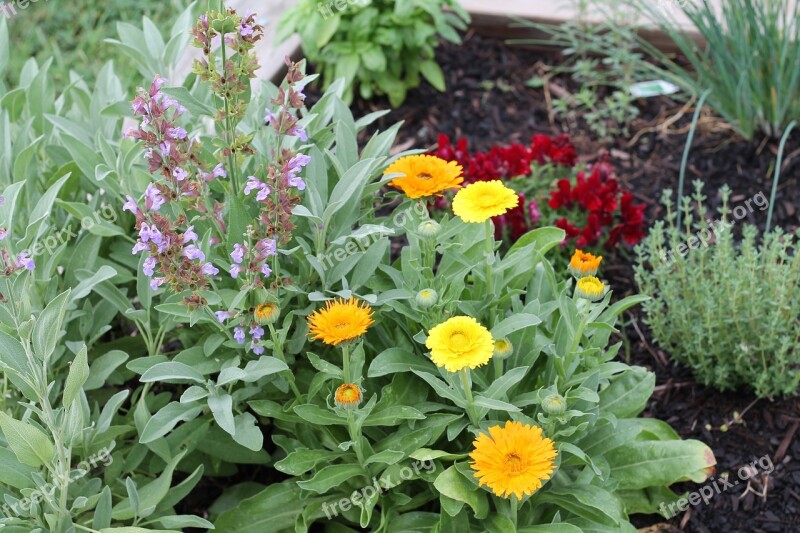 Sage Calendula Snapdragon Herbs Garden