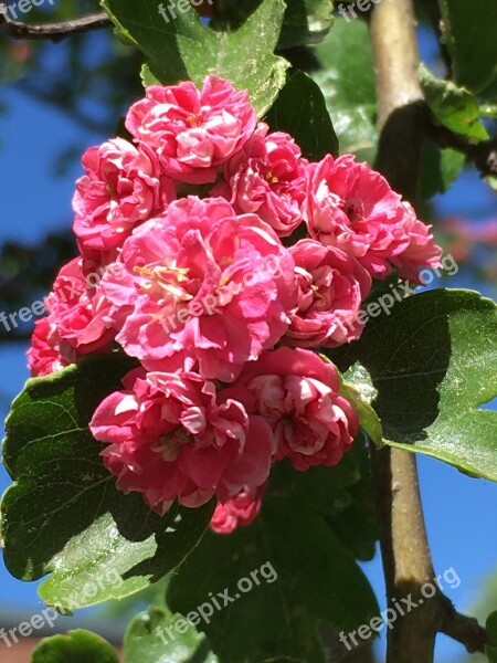 Hawthorn Blossom Bloom Close Up Flower