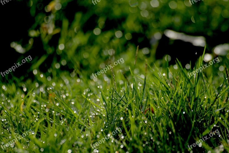 Dew Drop Grass Morning Dew Nature