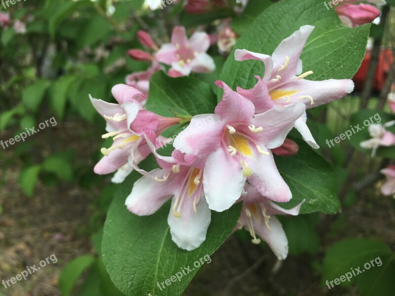 Flowers Spring Spring Bloom Nature Full Bloom