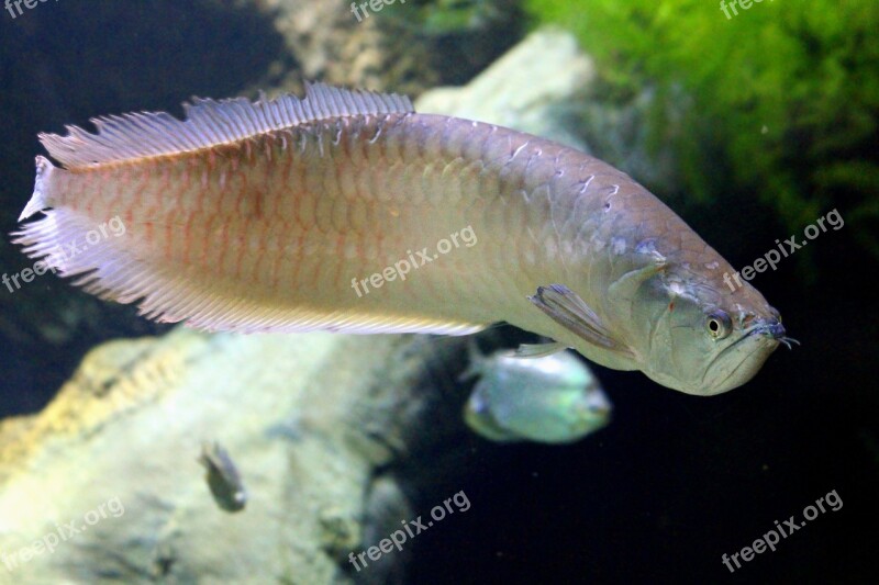 Aravana Fish Osteoglossum Bicirrhosum Aquarium Undersea World