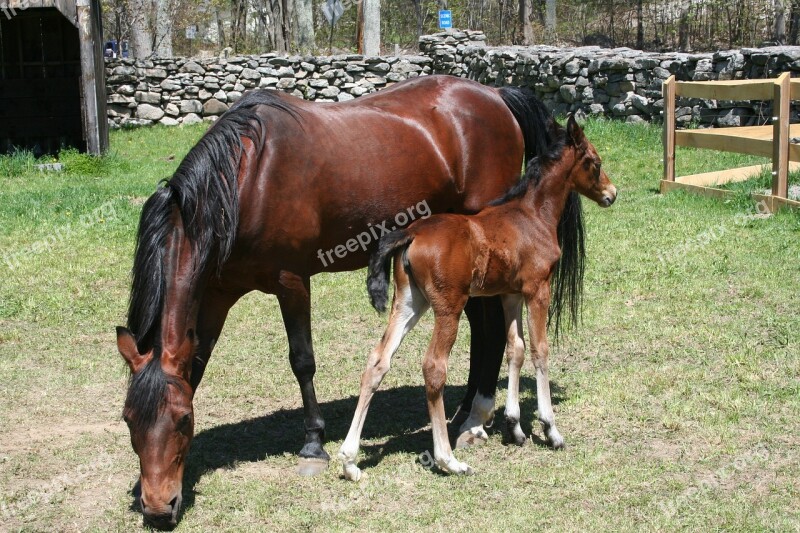 Foal Mare Horse Mother And Baby Love