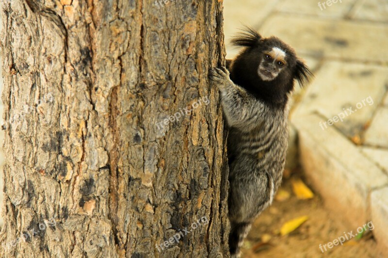 Animal Nature Animal World Marmoset Nico