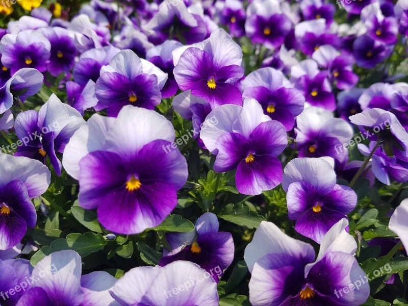 Pension Flowers A Look Of Purple Behold