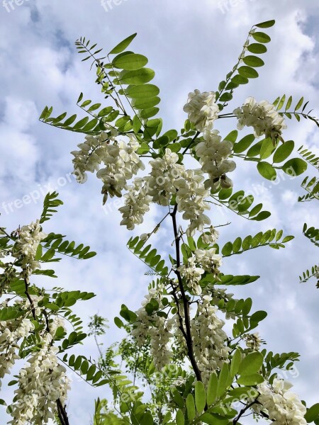 Robinia Bloom False Acacia Robinia Pseudoacacia Flora