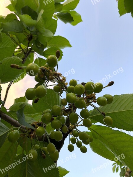 Sweet Cherry Fruits 2018 Cherries Fruit