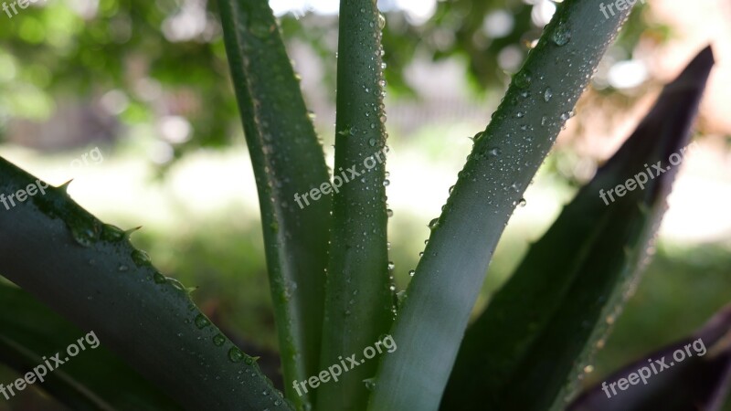 Aloe Aloe Vera Plant Leaf Vera