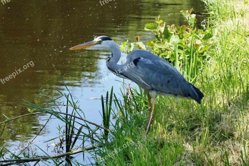 Heron Ditch Bird Babu Nature