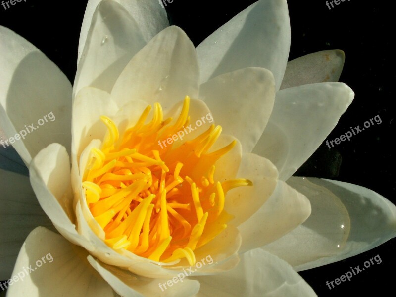 Water Lily Flower Flower Water Nature Water Plant