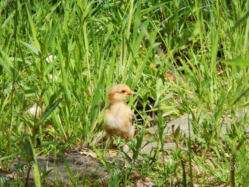 Chick Chicken Spring Small Grass