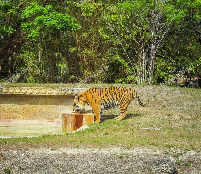 Tiger Zoo Feral Cat Animal Nature