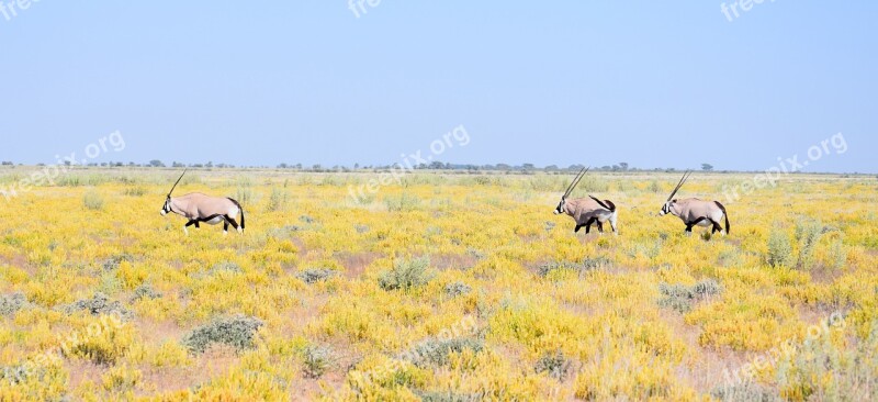 Gemsbok Oryx Wildlife Safari Animal