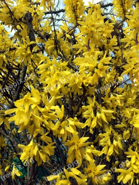 Forsythia Yellow Ornamental Shrub Forsythia Flowers Garden Forsythia