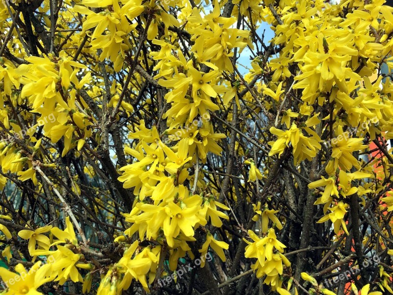 Forsythia Yellow Bush Spring Bloom