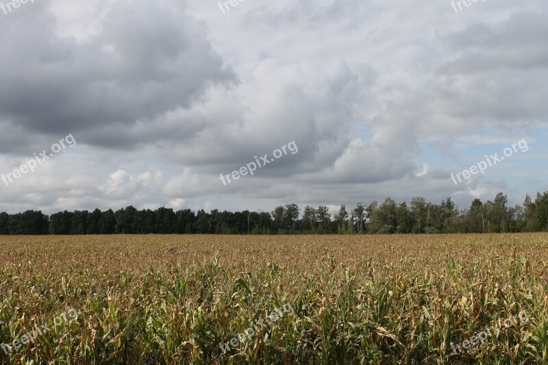 Field Spikes Landscape Nature Cereals