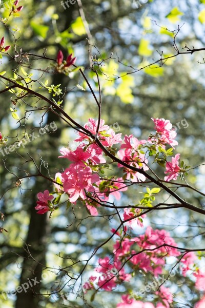 Flowers Branch Trees Spring Nature