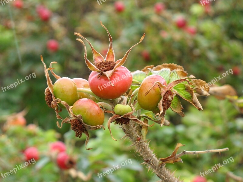 Holland Dune Rose Hip Sand Dune Coast