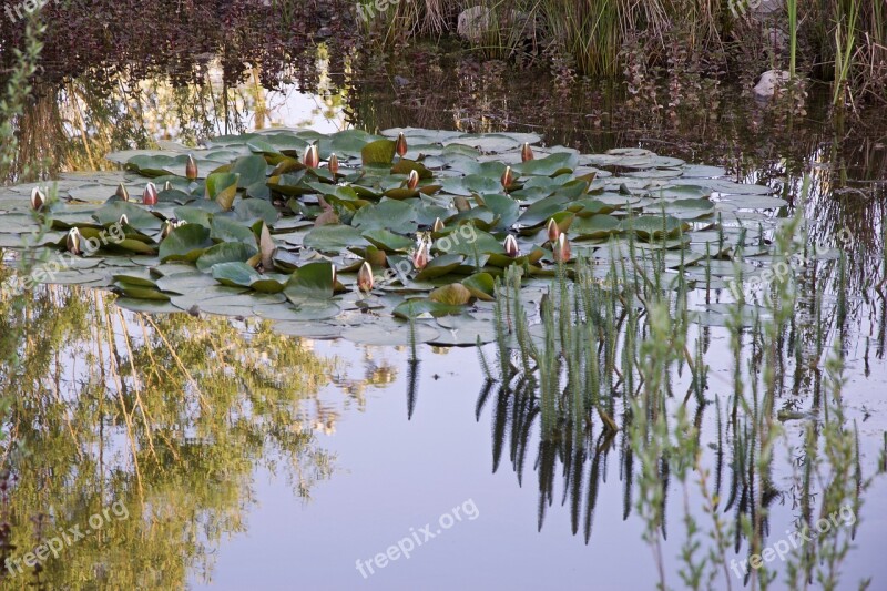 Pond Mirroring Water Nature Pond Flower