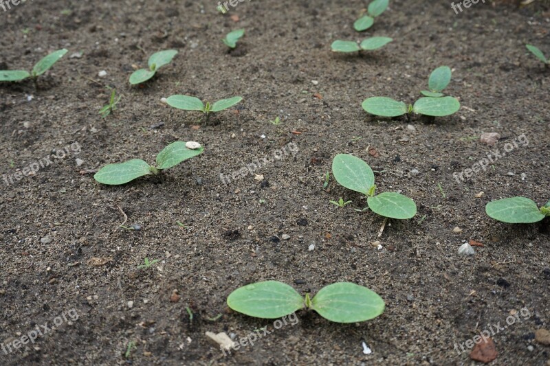 Courgette Nano Verde Di Milano Zucchini Buds Garden Nature