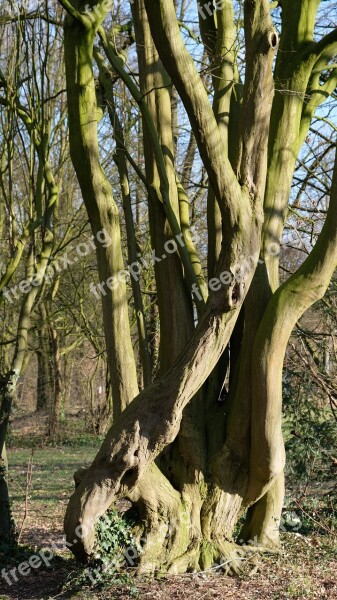 Tree Tree Roots Free Photos