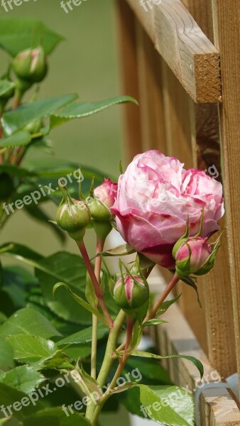 Roses Climbing Plants Spring Free Photos