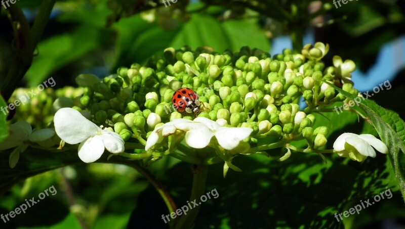 Viburnum Flower Garden Insect Ladybug