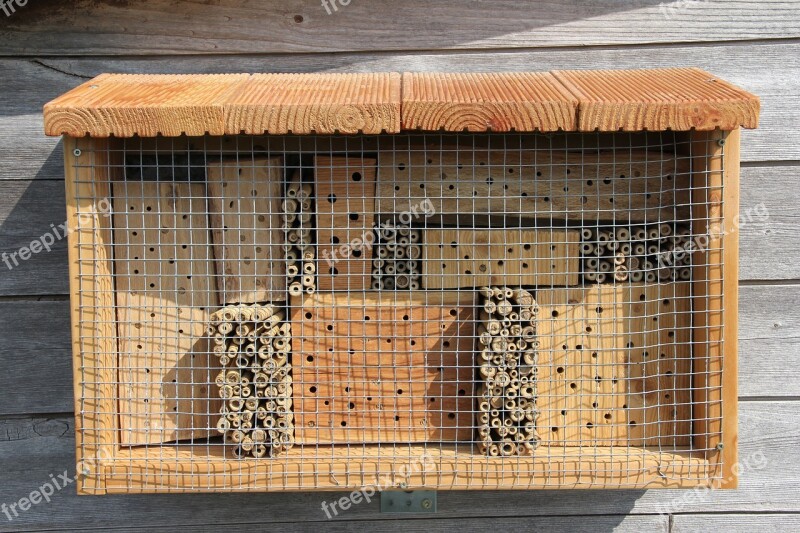 Insect Hotel Mason Bee Hornfaced Mason Bee Wasp Insect