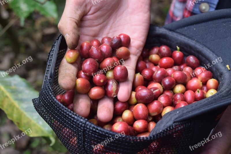 Coffee Indonesian Coffee Coffee Farm Indonesian Cafe