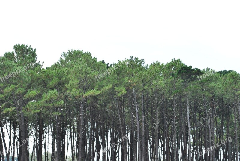 Trees Cloudy Tree Clouds Cold