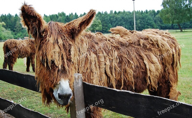 Donkey Long Hair Donkey Animal Rural Beast Of Burden