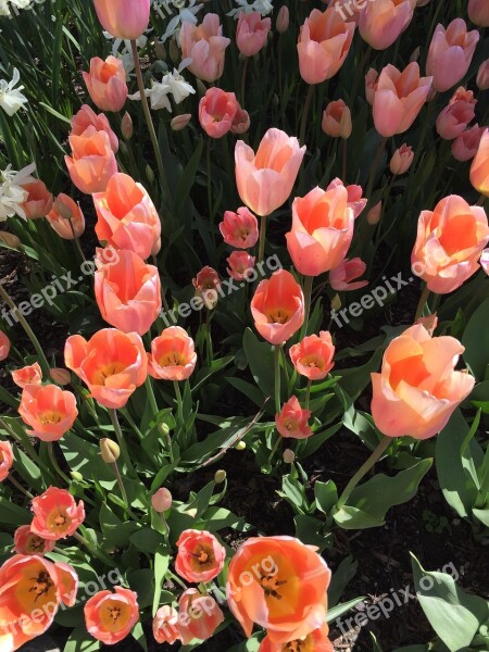 Tulip Biodiversity Flowers Beauty Pollen