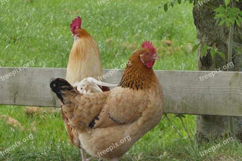 Chickens Haan Poultry Farm Bird