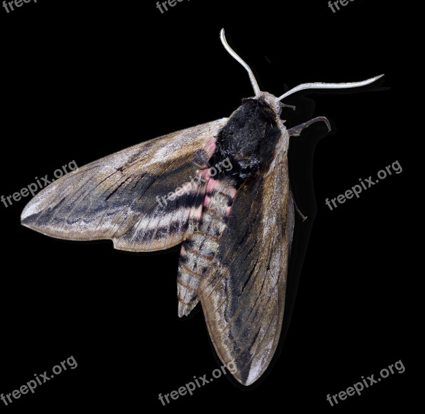 Moth Night Butterfly Agrius Convolvuli Sphinx Of The Field Bindweed Borinot Of Them Corretjoles