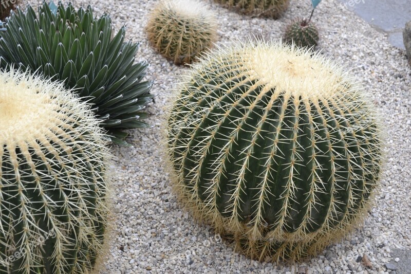 Cactus Plant Sharp Flower Cacti