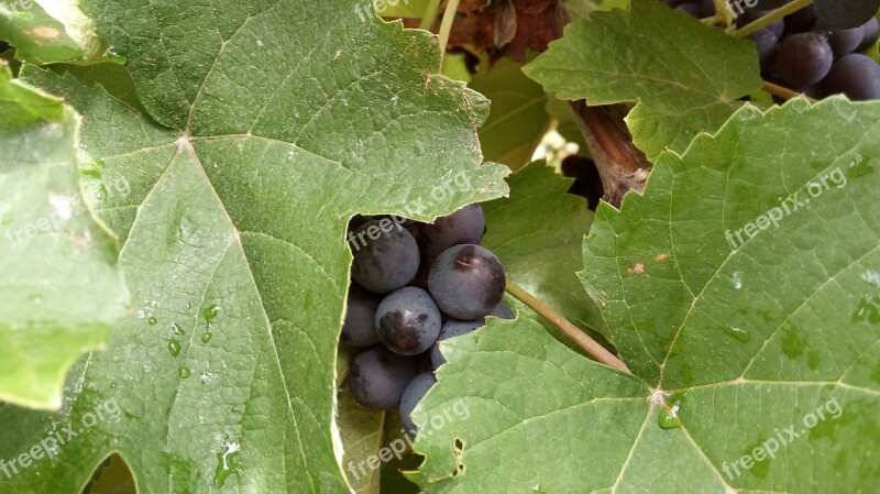 Uva Vine Semiarid Sergipe Canindé San Francisco