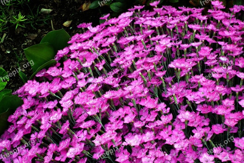 Flowers Gożdziki Pink Nature Garden