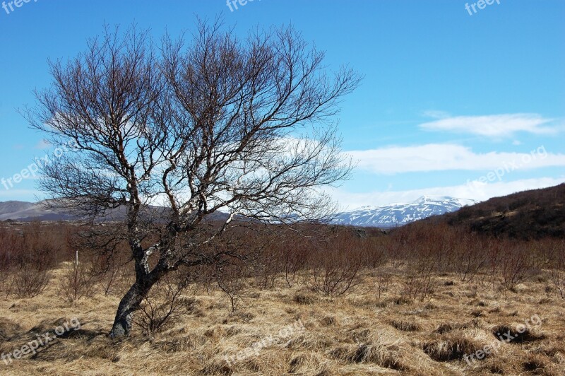 Iceland Lone Tree Vegetation Free Photos