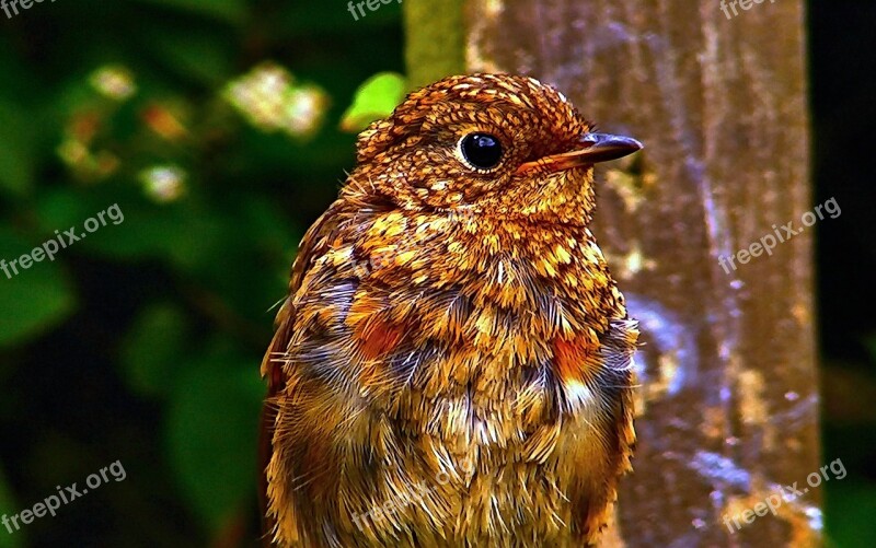 Little Bird Spevavý Tree Nature Photo Shoot