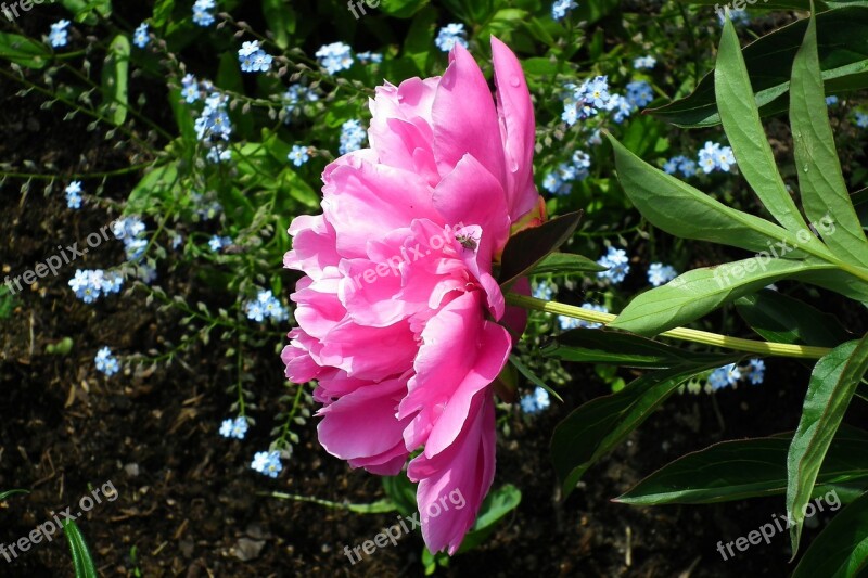 Flower Peony Pink Nature Free Photos