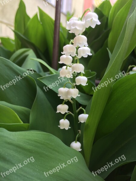 Lily Of The Valley Spring Flowers Nature Flora